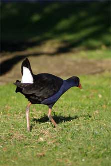 Pūkeko, showing white under-tail feathers. Photo copyright Sam O'Leary. DOC use only.