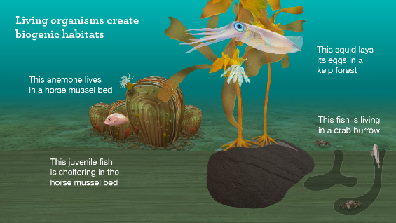 A graphic showing how different marine wildlife use biogenic habitats. It states: Living organisms create biogenic habitats. This anemone lives in a horse mussel bed. This juvenile fish is sheltering in the horse mussel bed. This squid lays it's eggs in a kelp forest. This fish is living in a crab burrow.