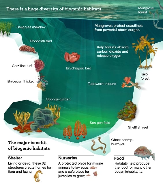 A graphic showing and describing the benefits of biogenic habitats. It says: There is a huge diversity of biogenic habitats. Mangroves protect coastlines from powerful storm surges and kelp forests absorb carbon dioxide and release oxygen. The major benefits of biogenic habitats for marine wildlife are shelter, nurseries and food. Living or dead, their 3D structures create homes for floral and fauna. They are also a protected place for marine animals to lay eggs and a safe place for juveniles to grow. These habitats also help produce food for many other ocean inhabitants.