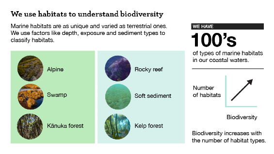 A graphic showing the some habitats types including alpine, swamp, kanuka forest, rocky reefs, soft sediment and kelp forests. It states: We use habitats to understand biodiversity. Marine habitats are as unique and varied as terrestrial ones. We use factors like depth, exposure and sediment types to classify habitats. We have hundreds of types of marine habitats in our coastal waters. Biodiversity increases with the number of habitat types.