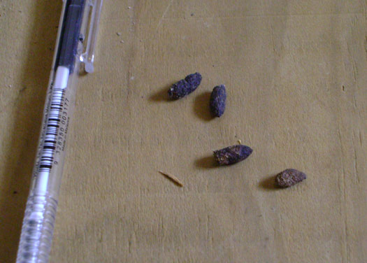 Rat droppings compared to a pen. 