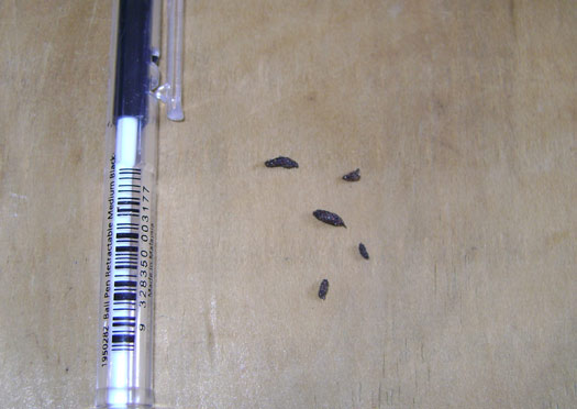 Mouse droppings compared to a pen. 