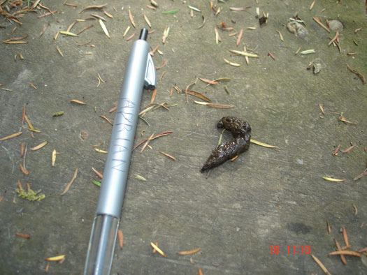 Stoat droppings compared to a pen. 