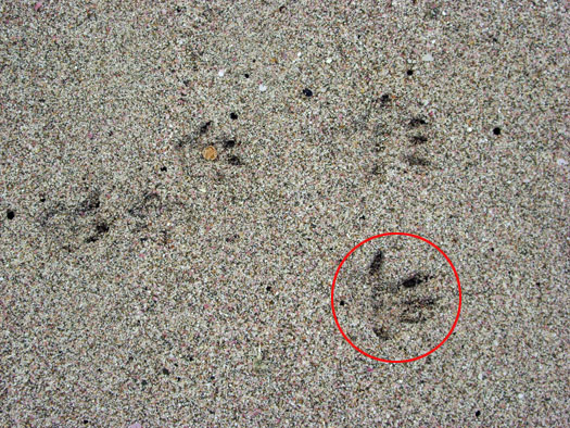 Rat track on sand. 