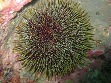 Kina (sea urchin).
