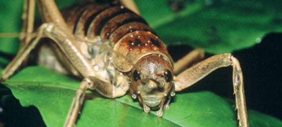 Giant wētā/wētāpunga.