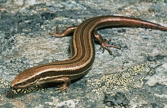 Common skink. 