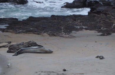 Leopard seal mother and pup. 