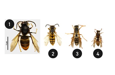A size chart showing the biggest first, left to right, biggest to smallest: 1 Yellow-legged hornet, 2 German wasp, 3 Asian paper wasp, 4 Australian paper wasp.