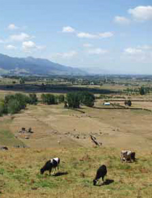 Cows grazing in a field. 