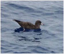 Flesh-footed shearwater.