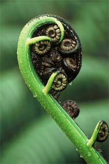 Black tree fern frond. Photo: Paul Schilov.