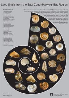 Example snail poster.
