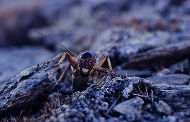 A mountain stone weta crawling on rocks in the alpine environment.