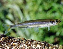 Common smelt. Photo copyright: Stephen Moore. DOC USE ONLY.