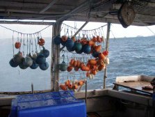 Floats commonly found on fishing vessels. Photo: DOC