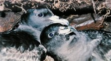 Black petrel breeding pair in burrow