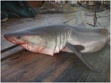 White pointer shark bycatch. Photo: DOC. 