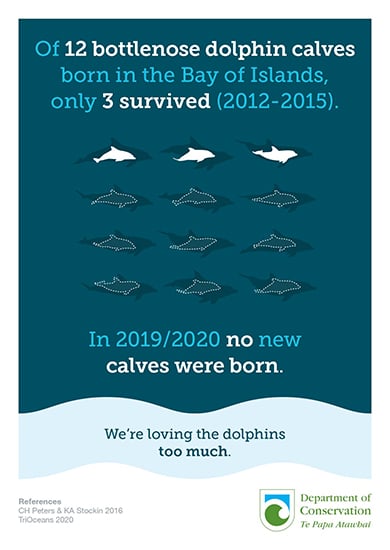 Of 12 bottlenose dolphin calves born in the Bay of Islands, only 3 survived (2012 to 2015). In 2019 and 2020 no new calves were born.