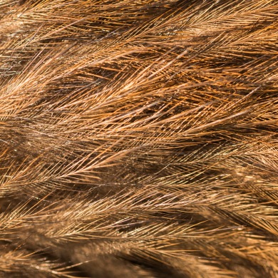 Close up of brown feathers