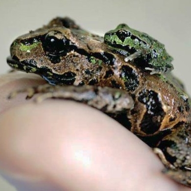Archey's frog and froglet 