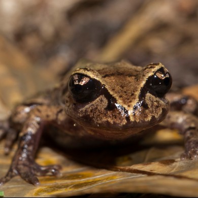 Maud Island frog