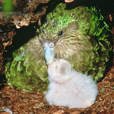 A kākāpō in a tree hollow feeding a chick