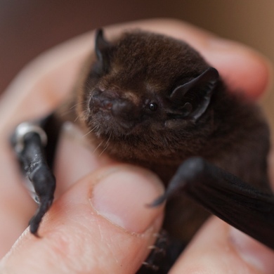 Long-tailed bat held in someone's hand