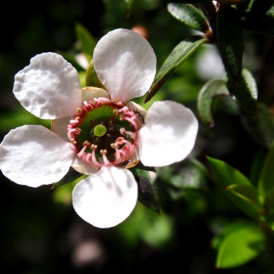 A close up of the flowers on a manuka tree.