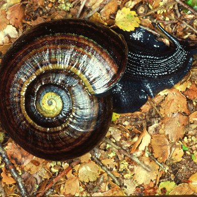 Powelliphanta snail