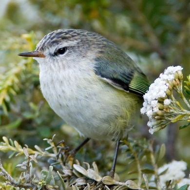 A small bird on a branch surrounded by small white flowers.
