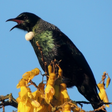 A tūī singing at the top of a kowhai tree.