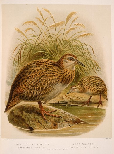 Drawing of weka from by John van Voorst published in 1888