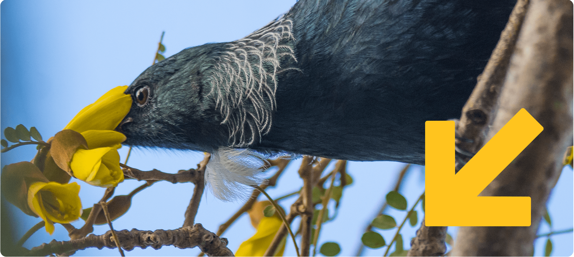Tūī in a kōwhai tree.