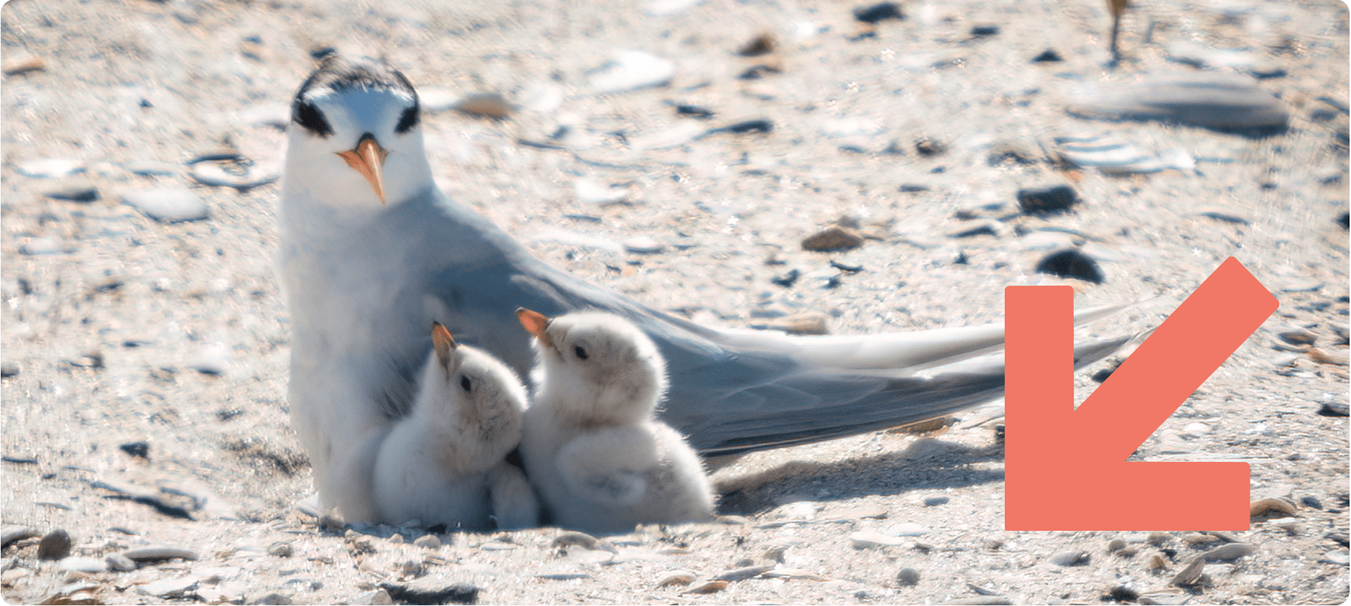 Tara iti on the beach with two chicks.