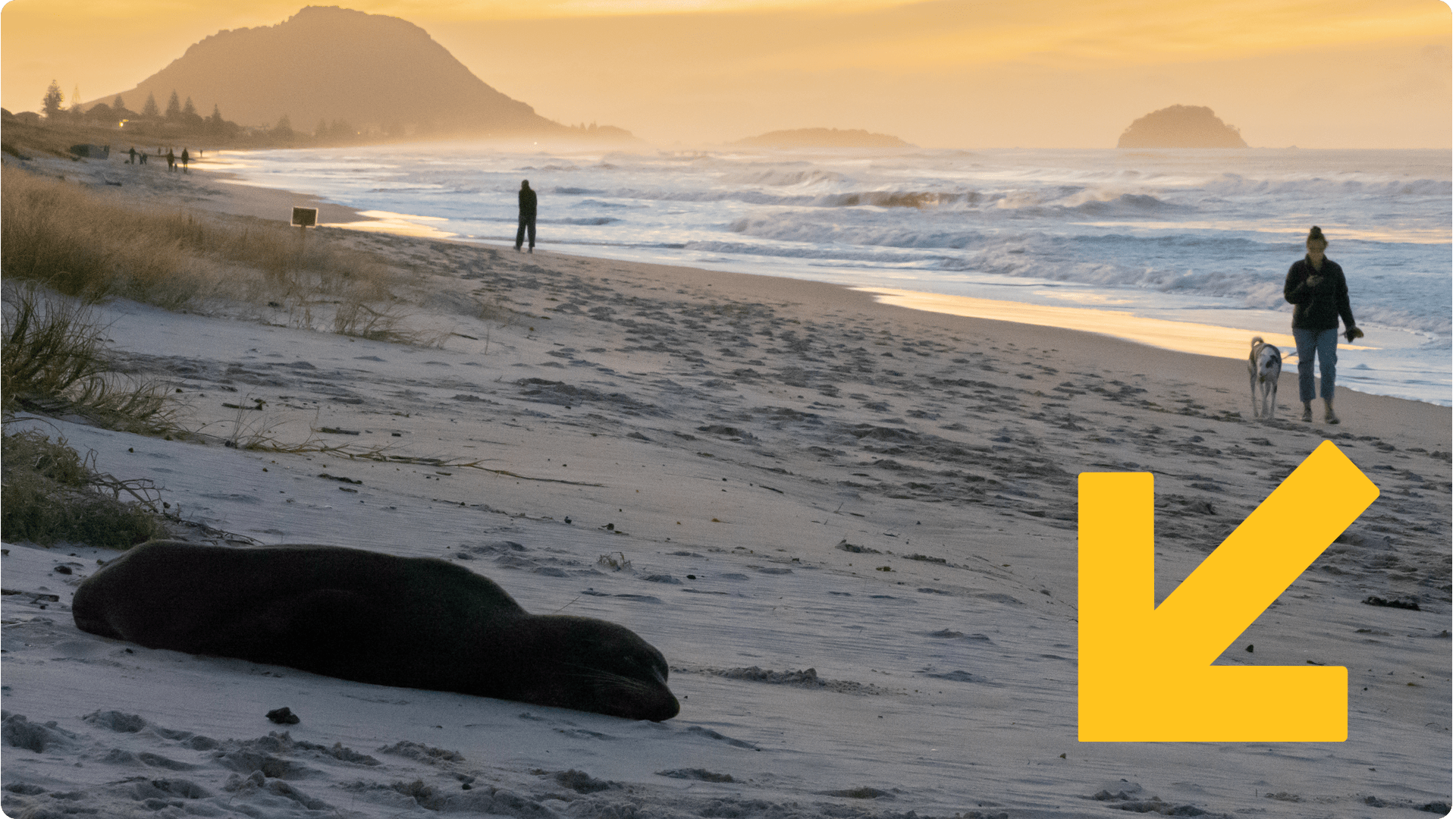
A seal on the beach as a dog walker passes by.