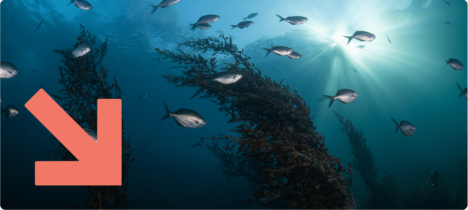 Schools of fish underwater.