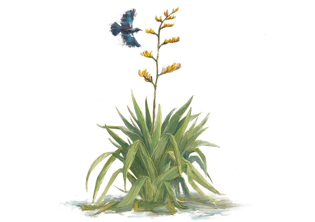 Illustration of a harakeke plant in flower with a tui swooping in for nectar.