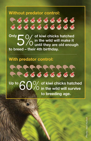 Without predator control only 5% of kiwi chicks hatched in the wild make it until  they're old enough to breed - their 4th birthday. With predator control up to 60% will survive to breeding age.
