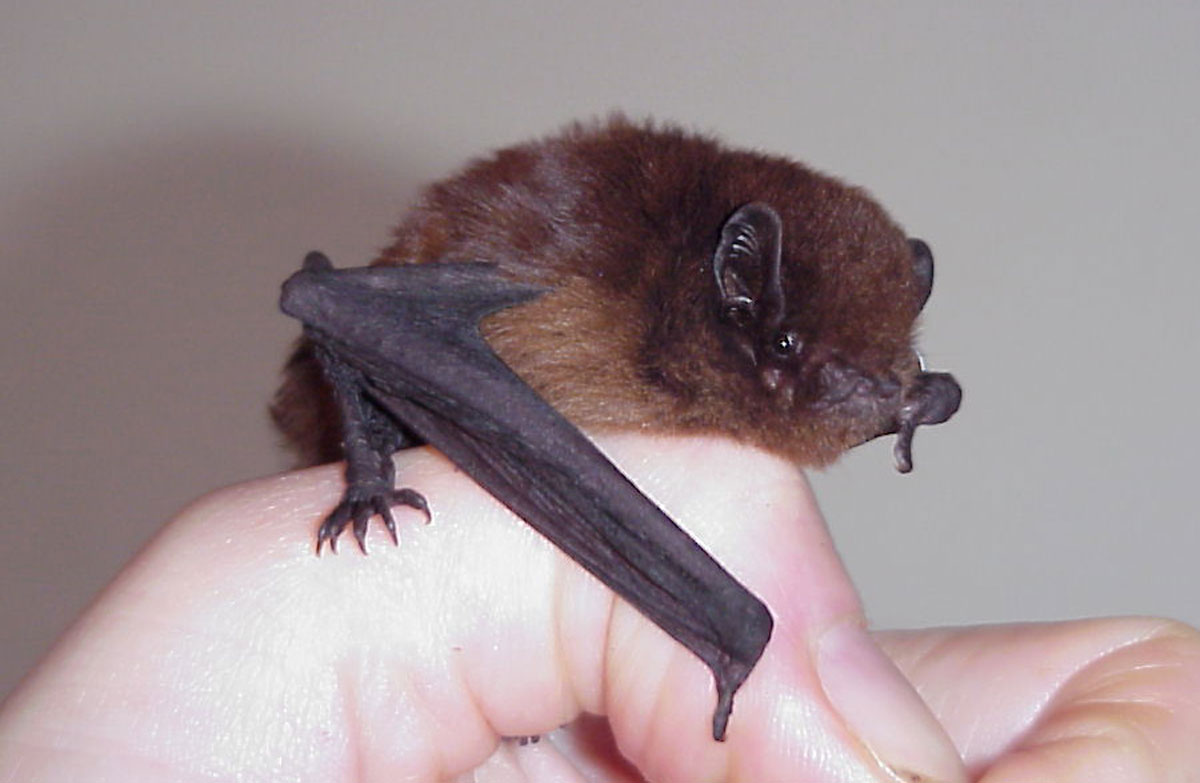 New Zealand long-tailed bat: Native animal conservation