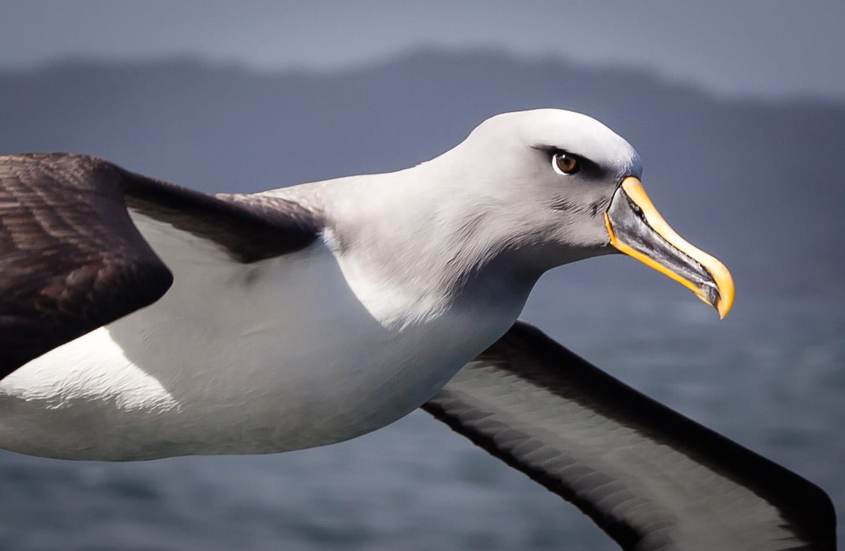 wandering albatross bird new zealand