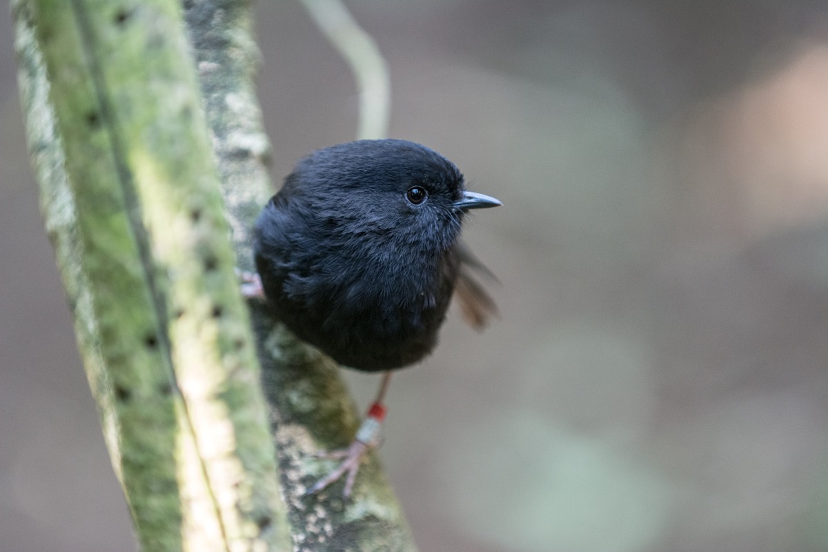 Small round black bird perched on a branch.