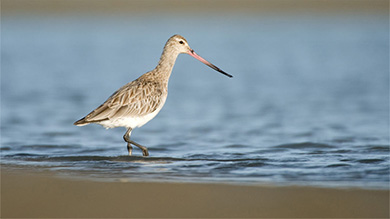 A bar tailed godwit stalks along the waters edge as it looks for food