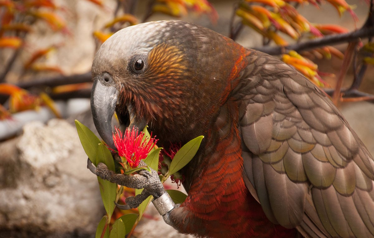 Kākā: New Zealand native land birds