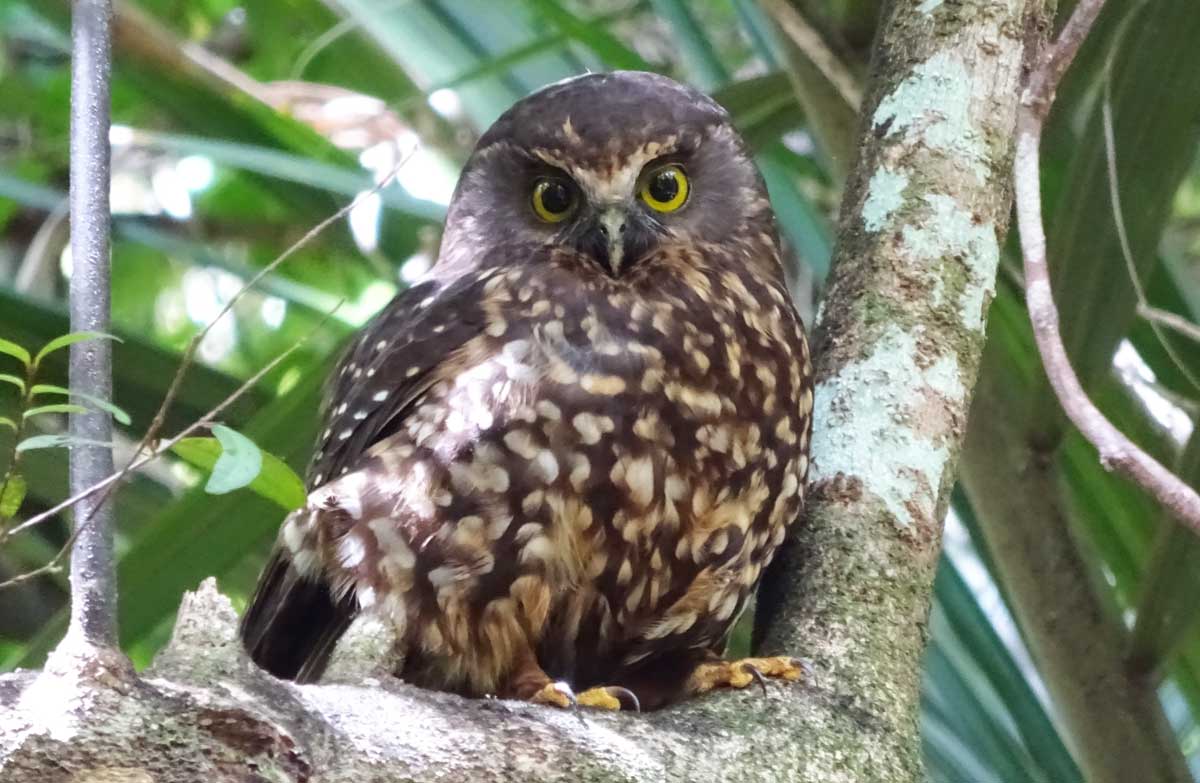 Morepork/ruru: New Zealand native land birds