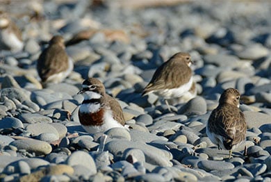 Four small birds stand around on small flat pebbles that appears to be a beach.