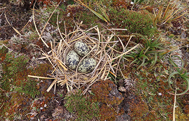 Three speckled eggs sit in a nest made of grass on the ground.