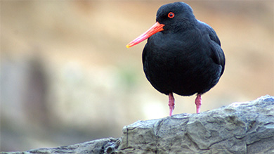 Medium shot of an oystercatcher standing on a rock. You can tell it is searching with its eyes.