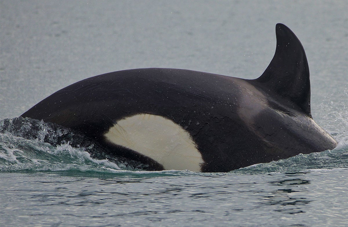 Killer whale/orca: New Zealand marine mammals