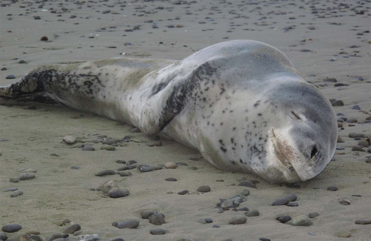 Leopard seal: New Zealand marine mammals